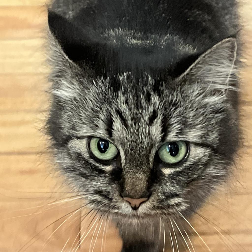 Suki