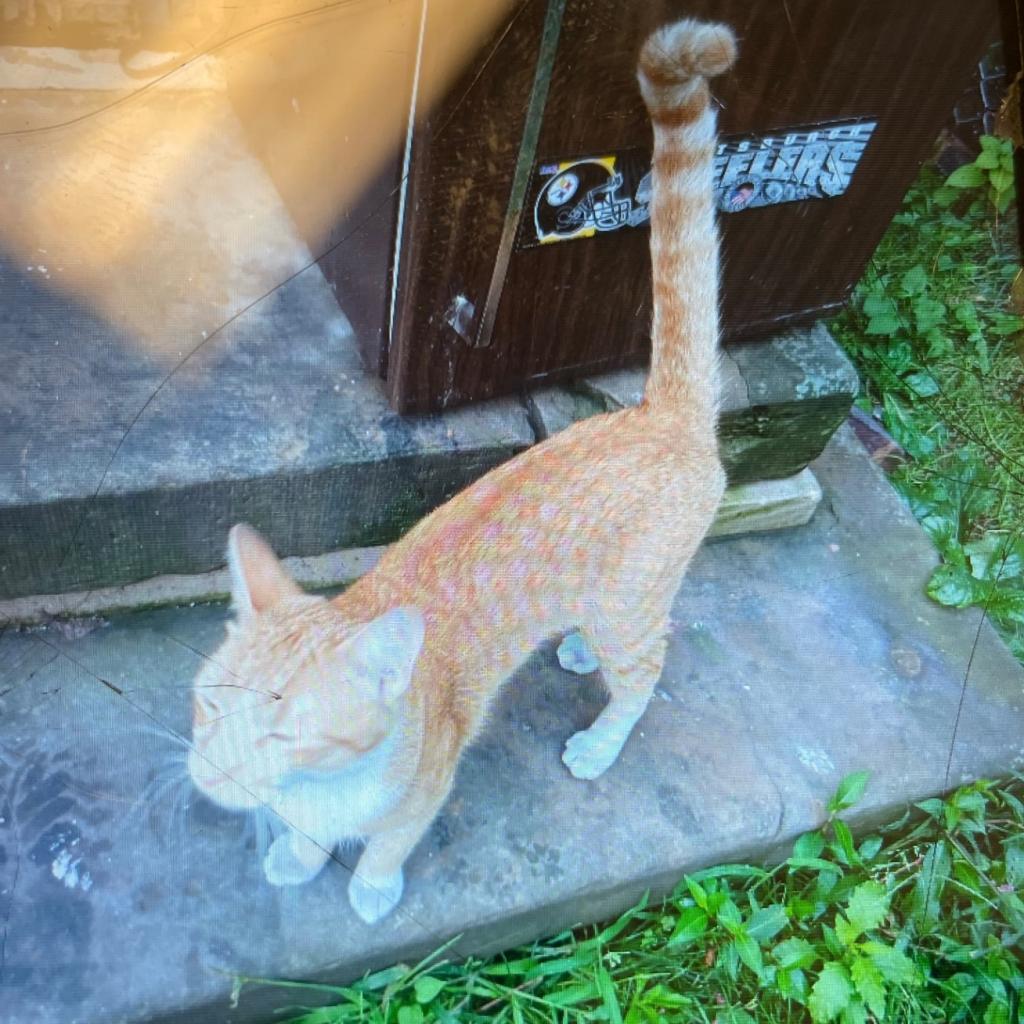 Nemo