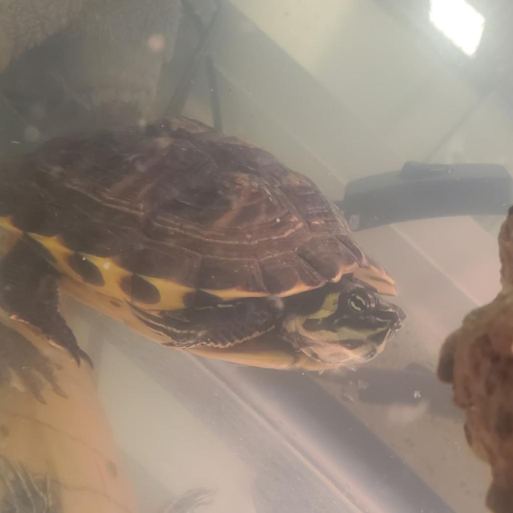 Photo of Young Whippersnapper