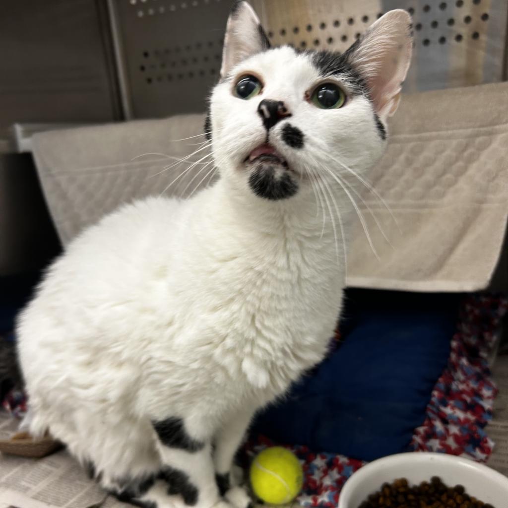 Photo of Tuxedo Tom
