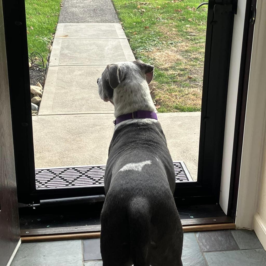 Photo of Milo 11