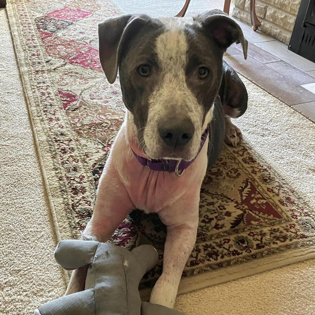 Photo of Milo 12
