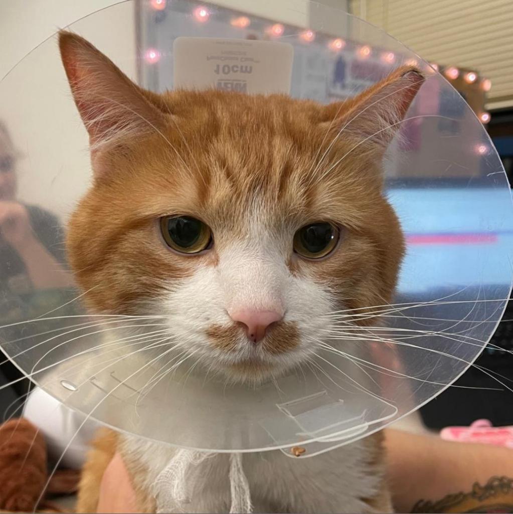 Photo of Rusty