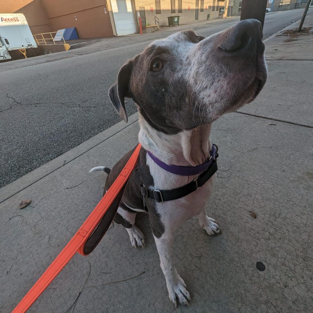 Photo of Milo 5