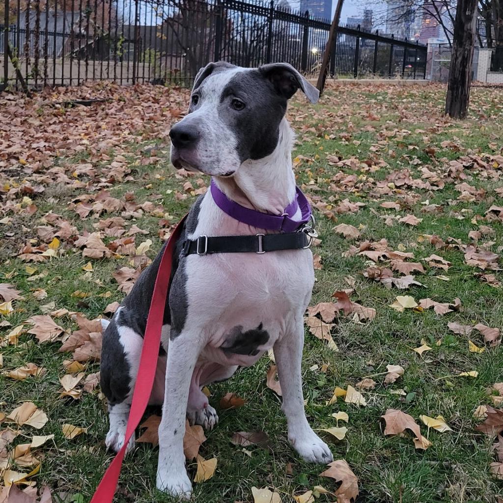 Photo of Milo 20