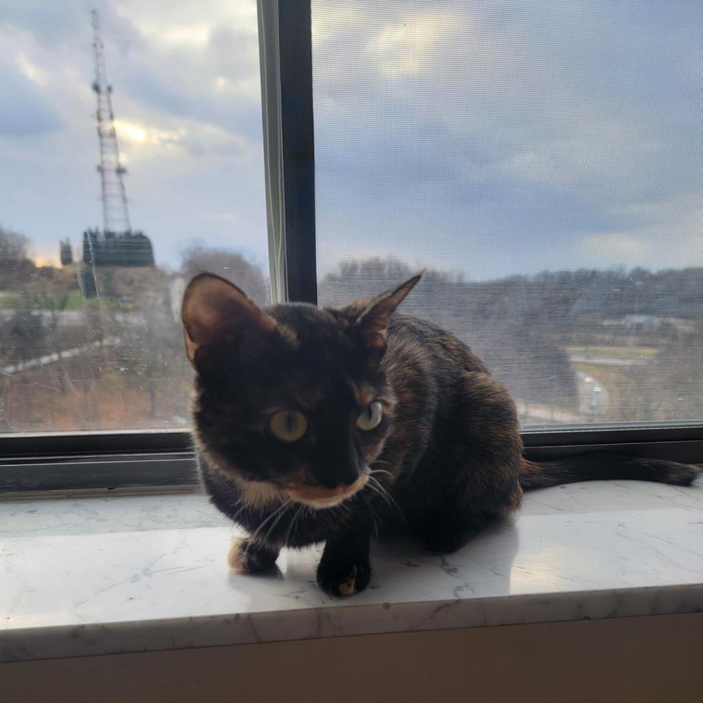 Photo of Stormi 4