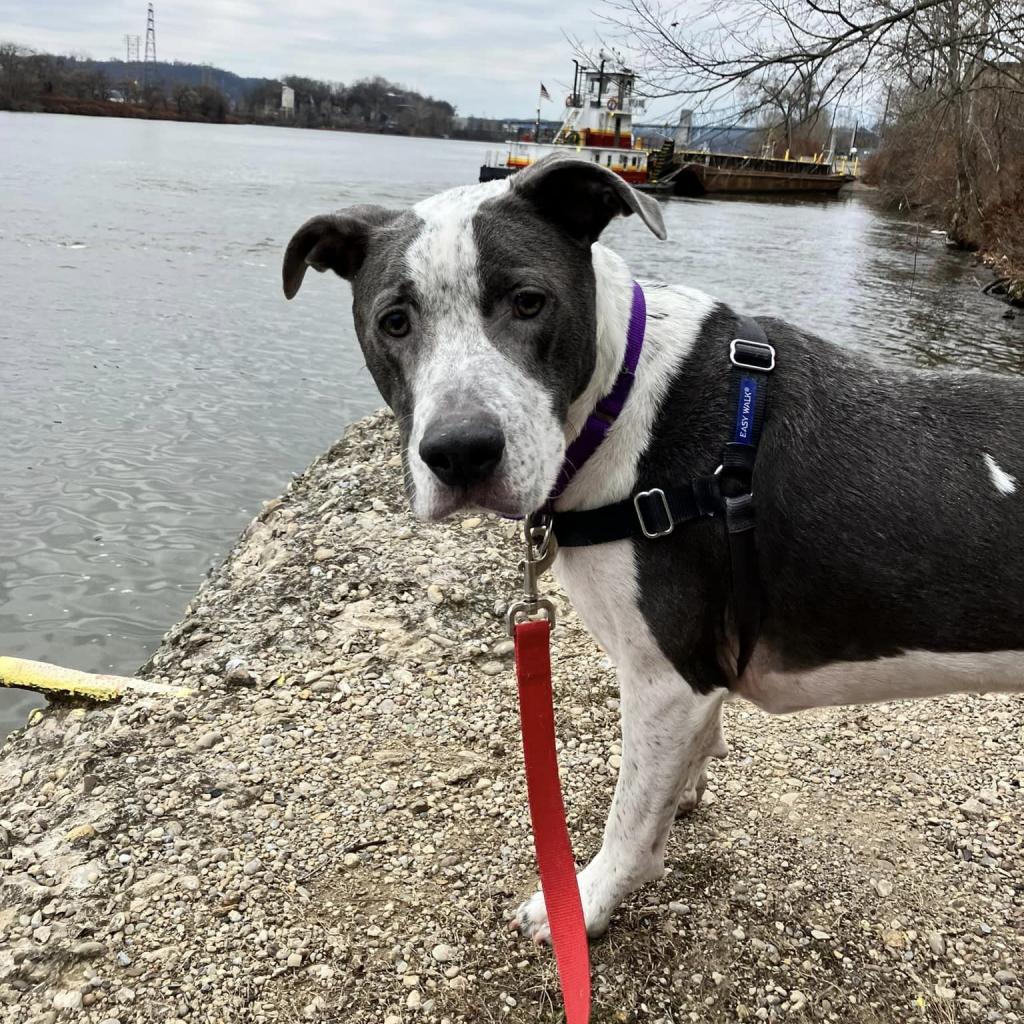 Photo of Milo