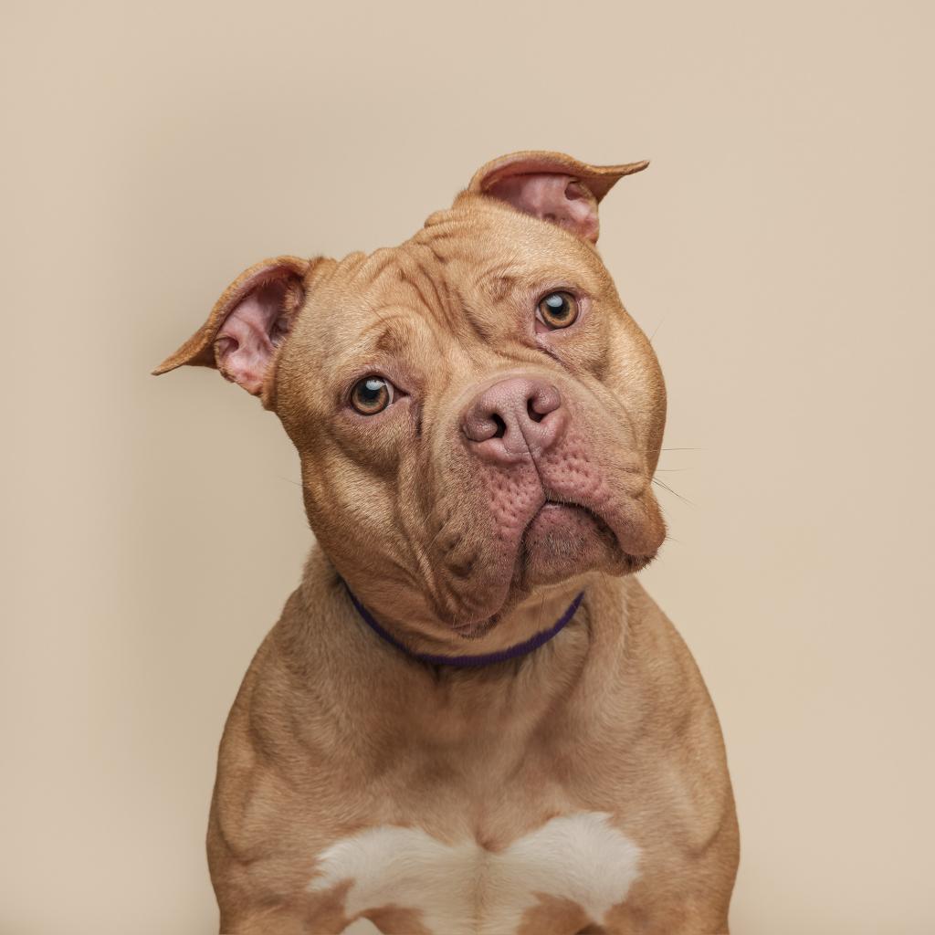 Allegheny county sales humane society