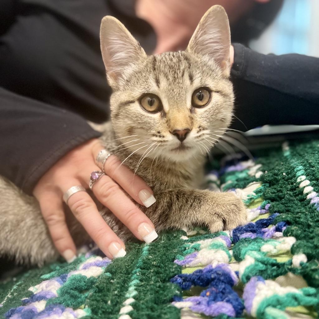 hi tor animal shelter surrender hi tor animal shelter surrender