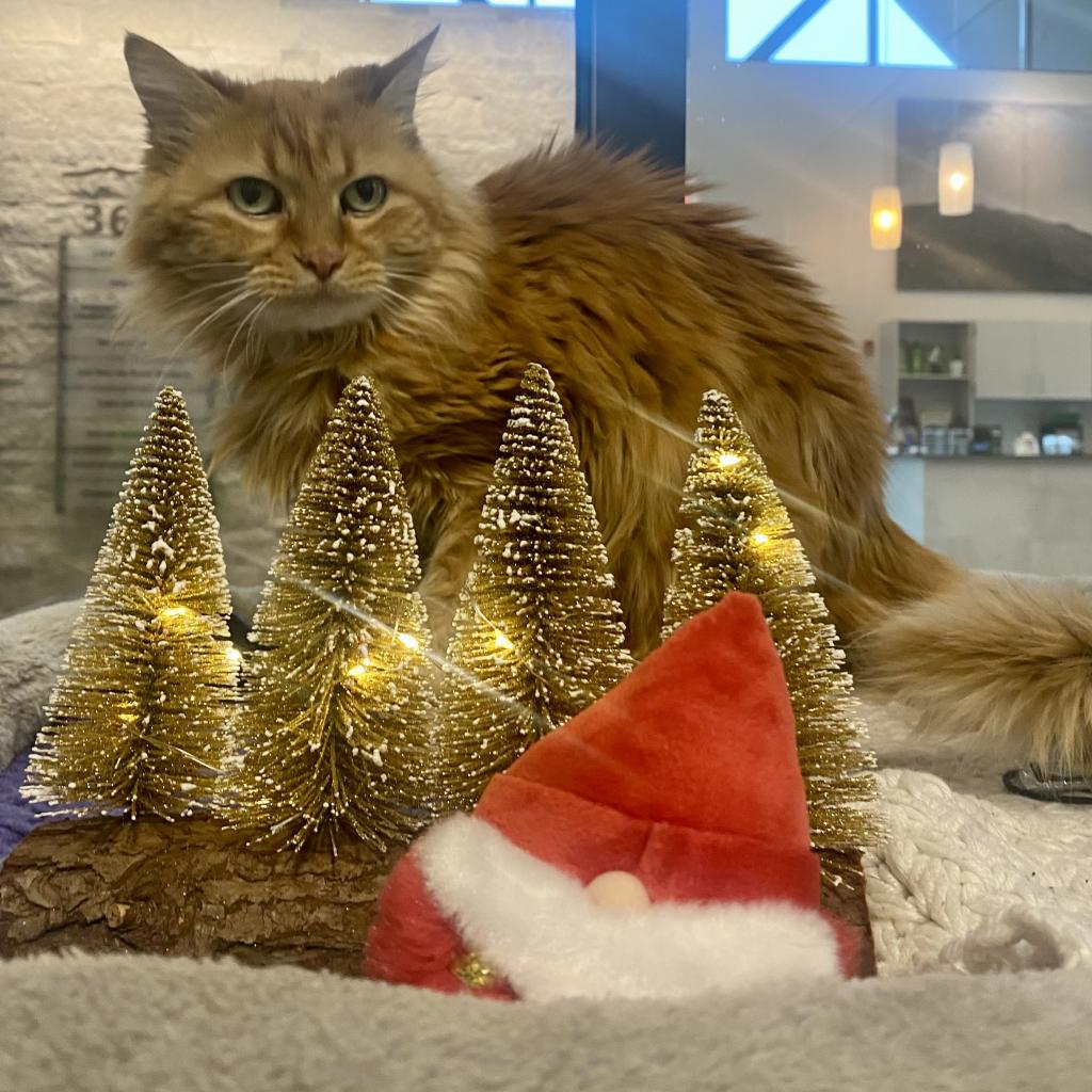 Miss Kitty