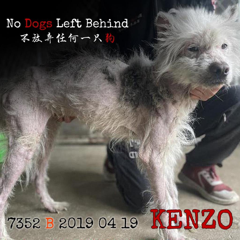 Kenzo 7352 Male Dog