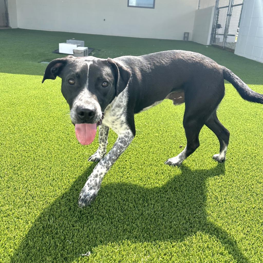 Large breed dogs for adoption outlet