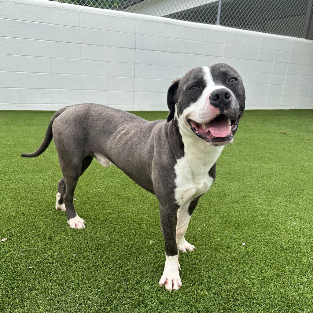 Pitbull puppies for sale on craigslist hot sale near me