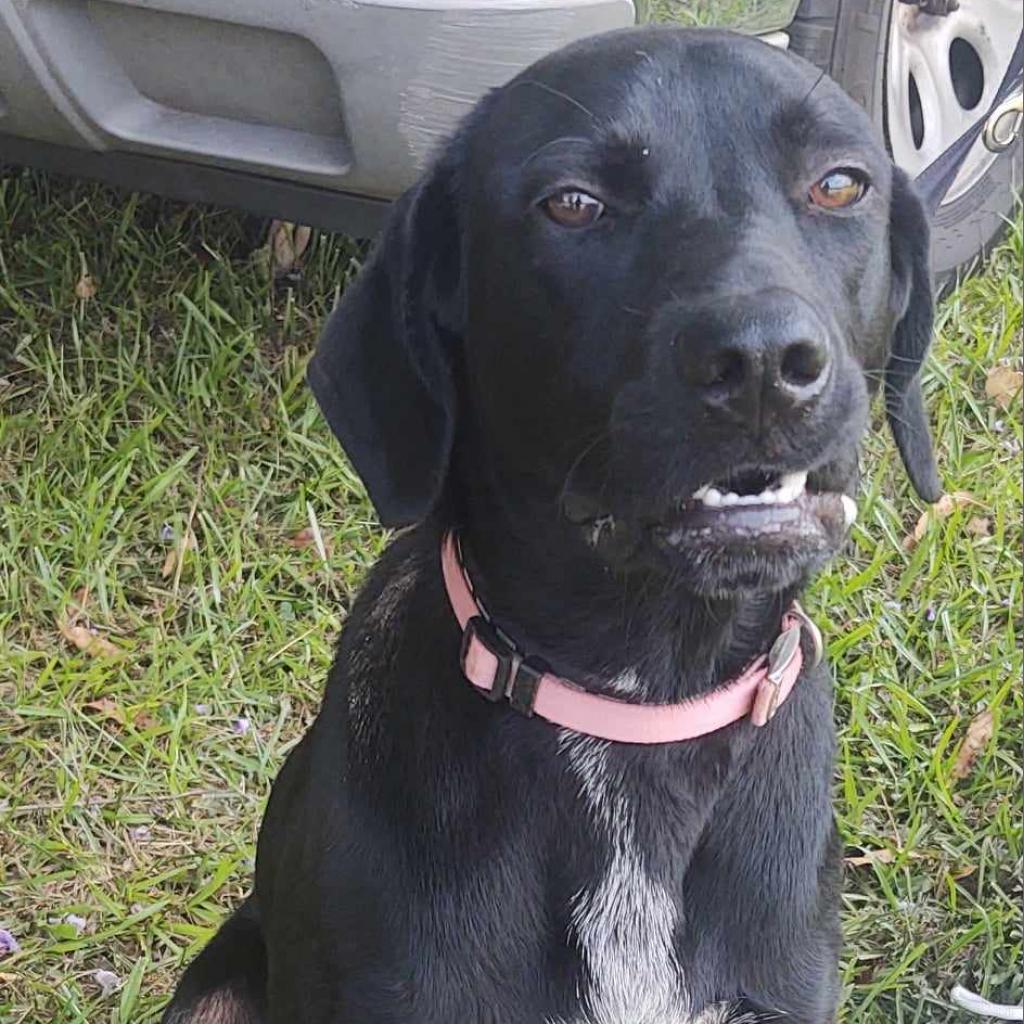 Black lab and shop golden retriever mix