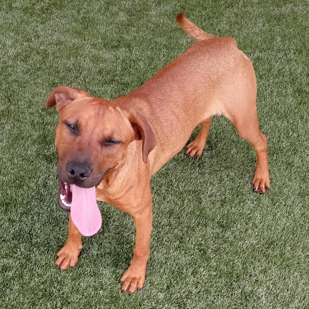 Mastiff shepherd mix for sale cheap