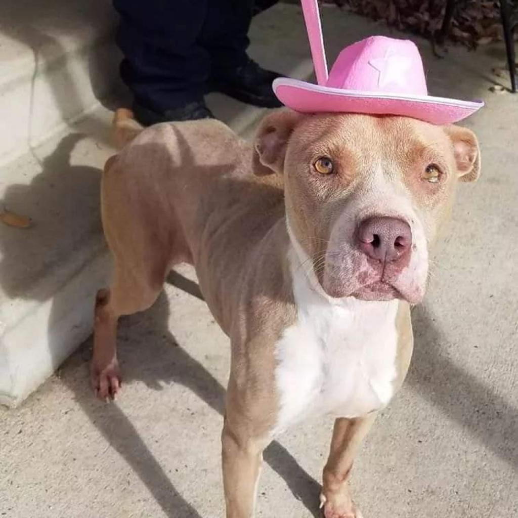Adopt a Dog or Cat Always and Furever Midwest Animal Sanctuary