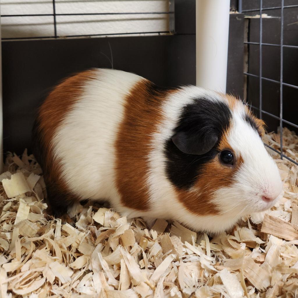 Adoptable Small Animals – Nevada Society for the Prevention of Cruelty to Animals Adoptable Small Animals – Nevada Society for the Prevention of Cruelty to Animals
