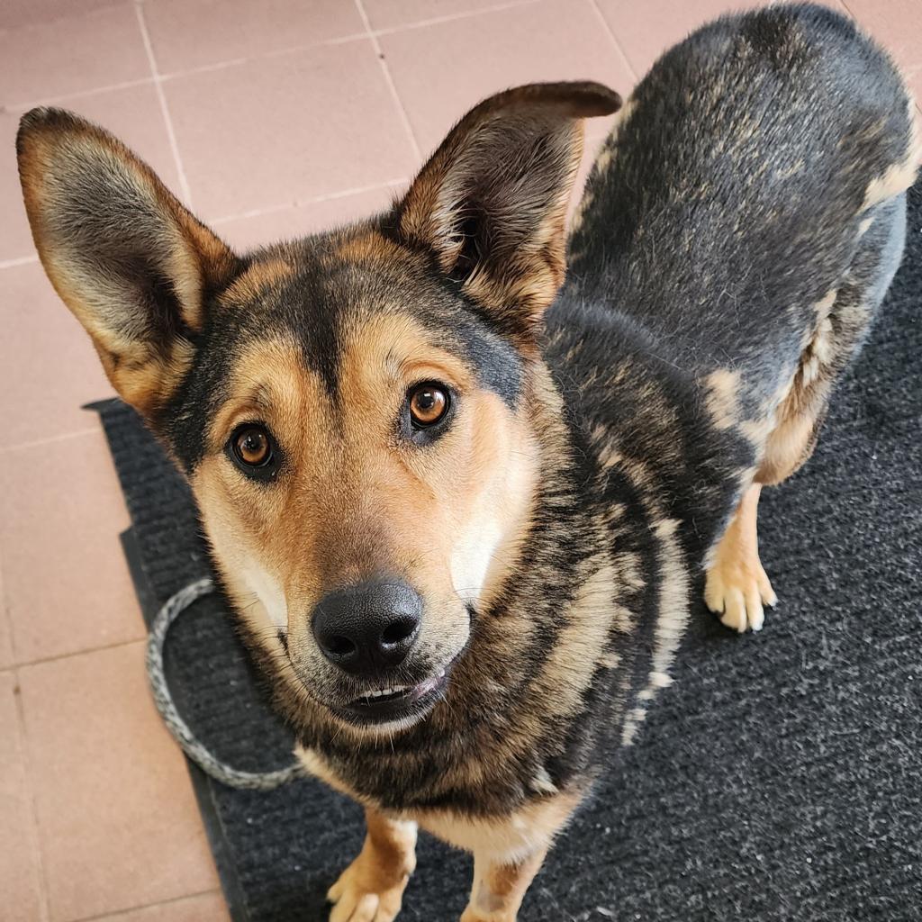 All Animals | Second Chance Animal Rescue Society All Animals | Second Chance Animal Rescue Society