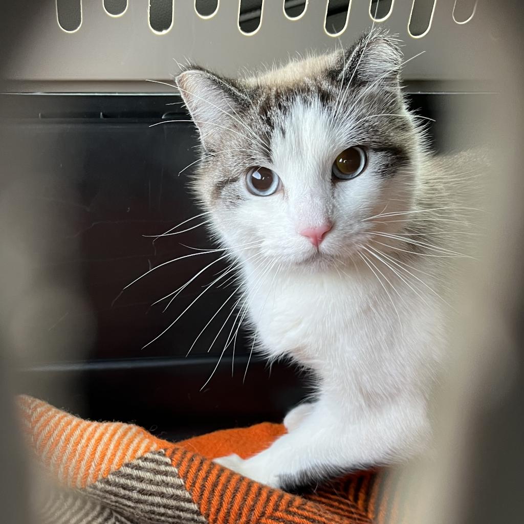 All Animals | Second Chance Animal Rescue Society All Animals | Second Chance Animal Rescue Society