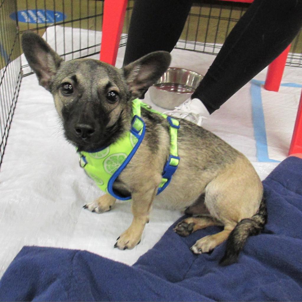 Dogs and Puppies - Tri Valley Animal Rescue Dogs and Puppies - Tri Valley Animal Rescue