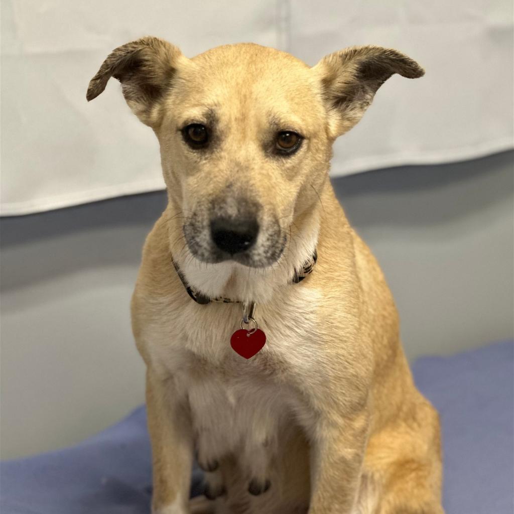 Adoptable animal