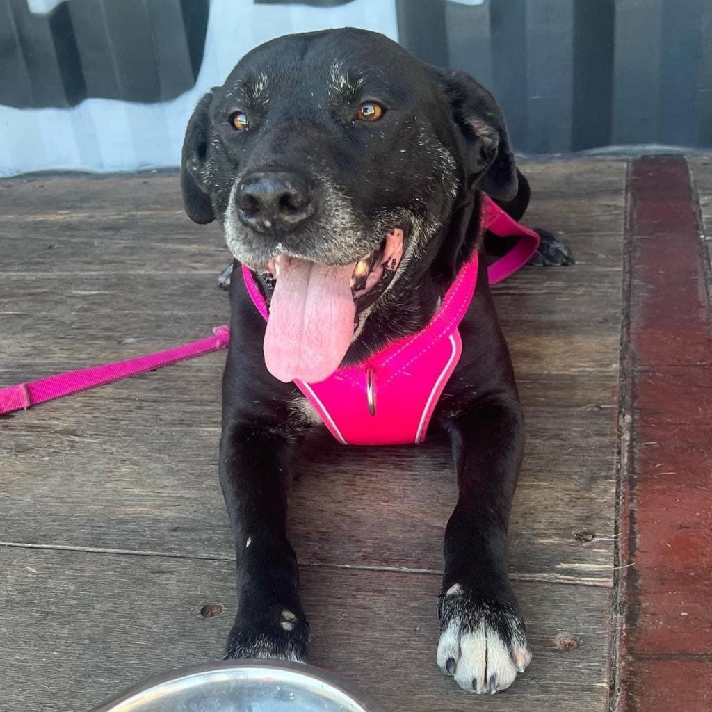 Bosley Stray Paws Rescue