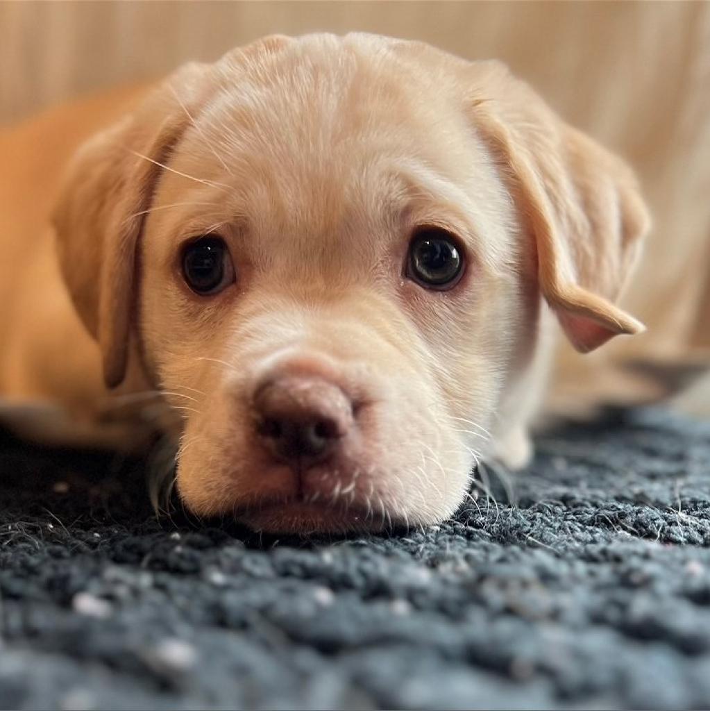 Adoptable animal