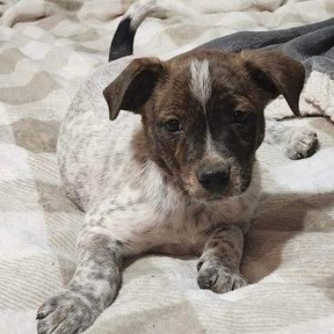 Adoptable animal