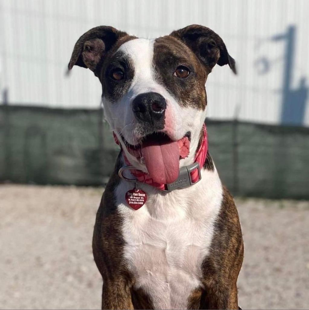 Adoptable animal