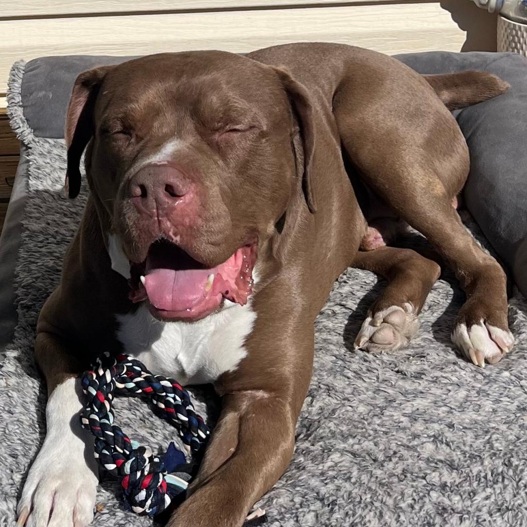 Adoptable animal