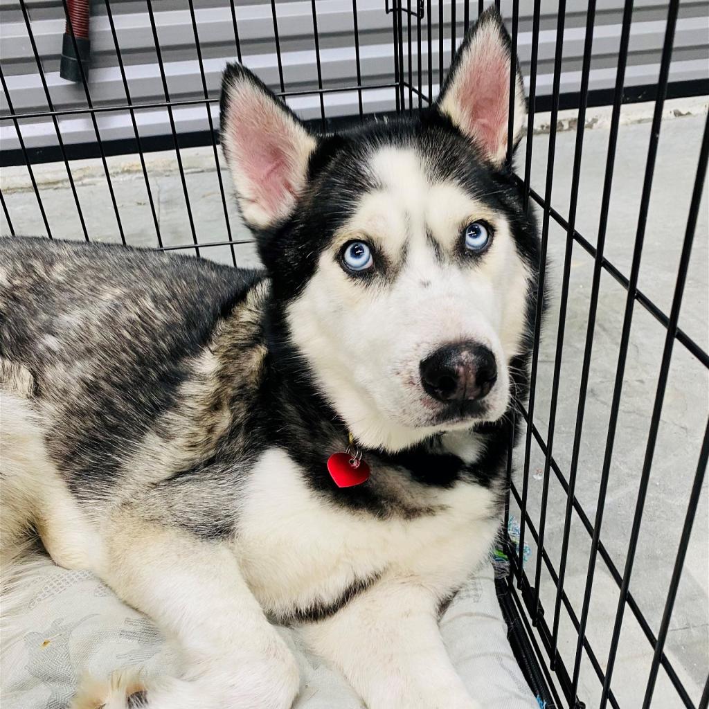 Adoptable animal