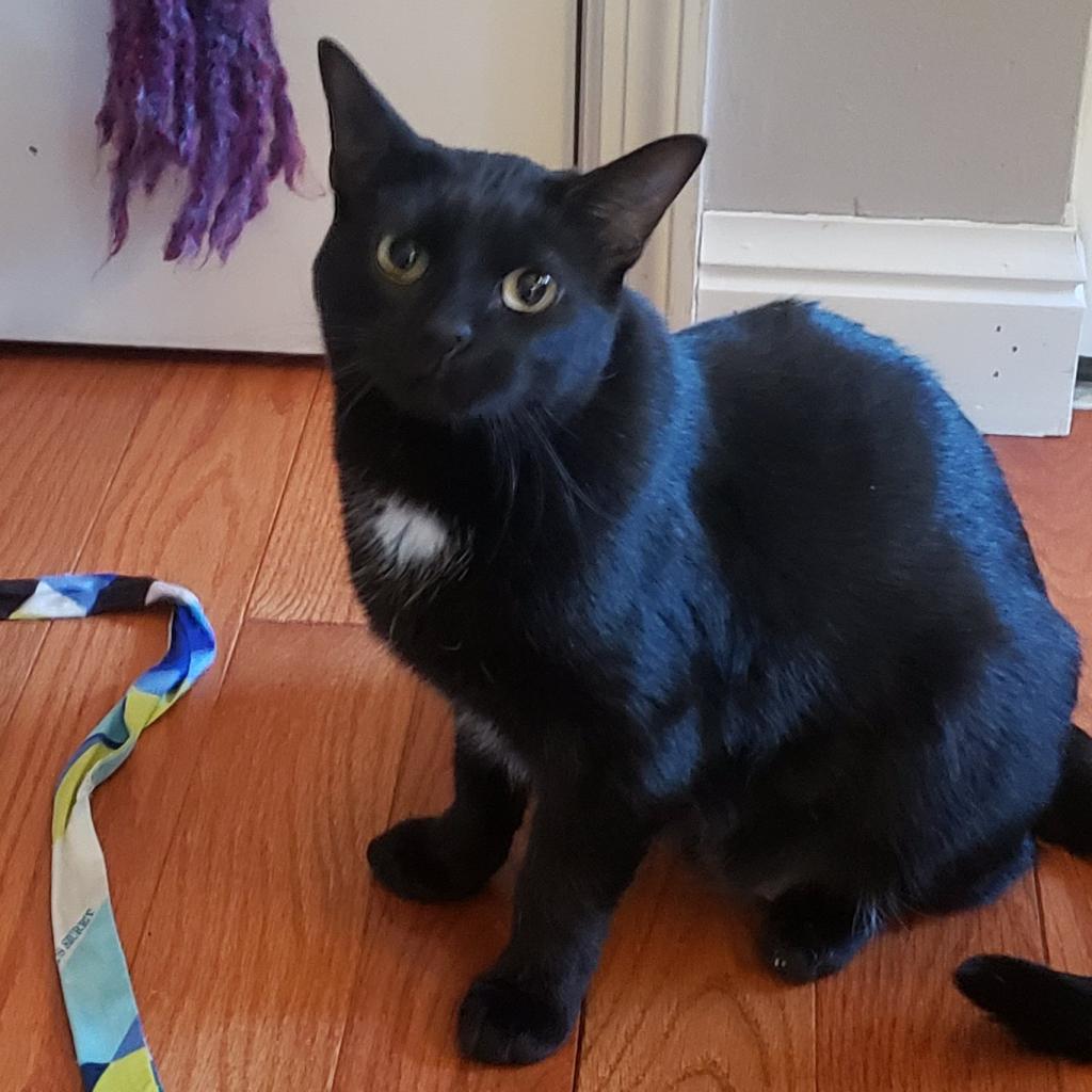 Adoptable animal
