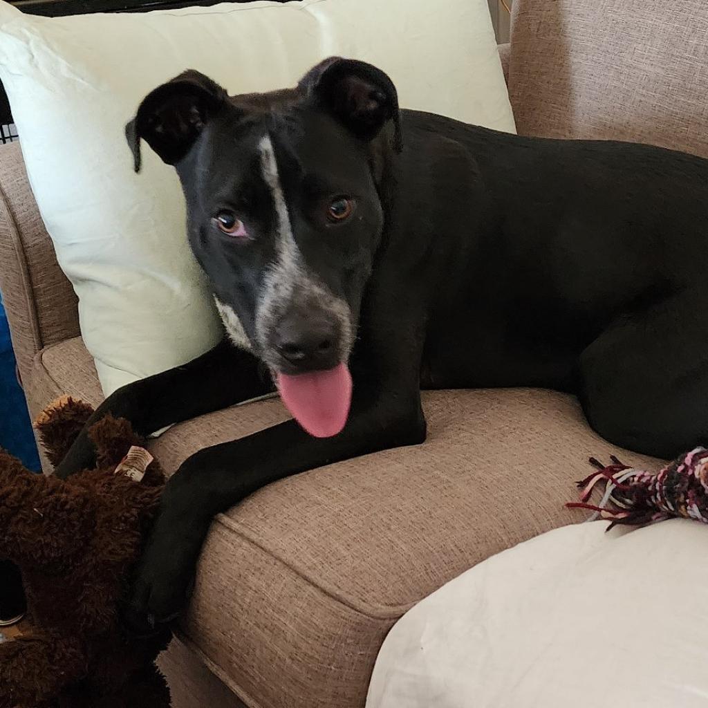 Adoptable animal