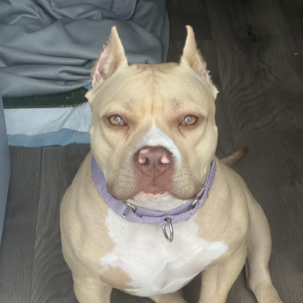 Adoptable animal