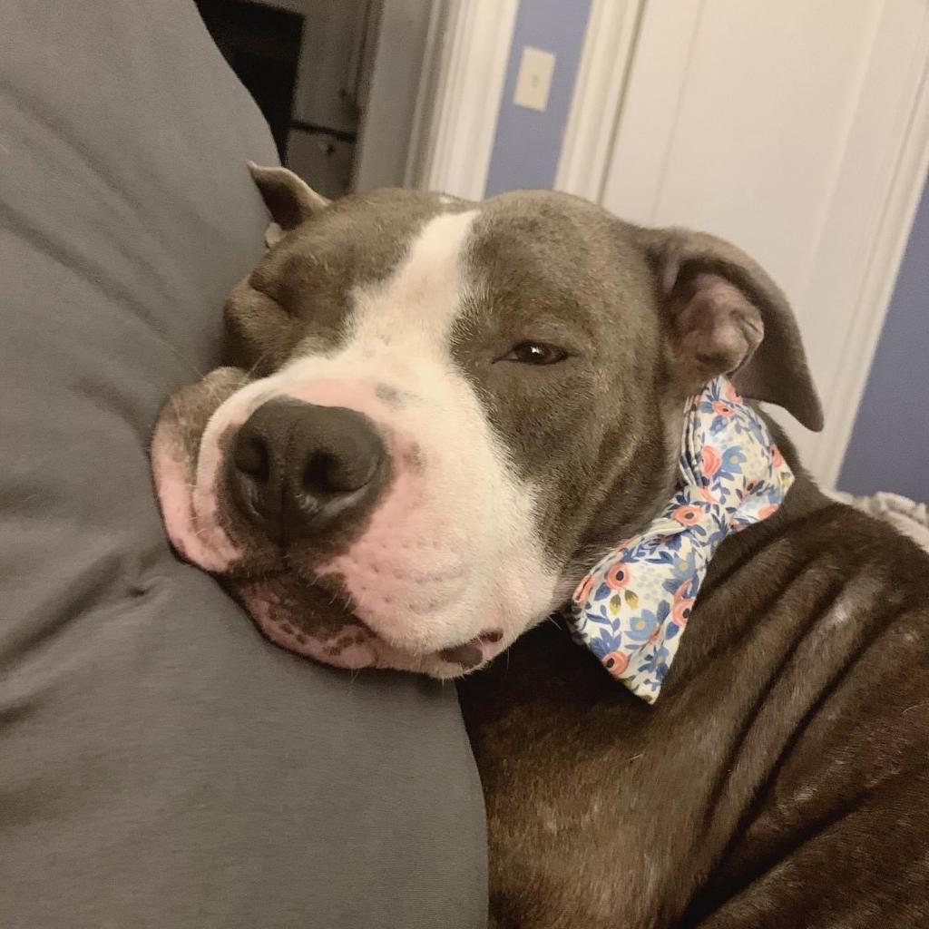 Adoptable animal