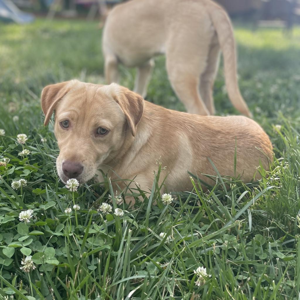 Adoptable animal
