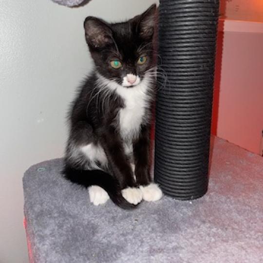 Adoptable animal