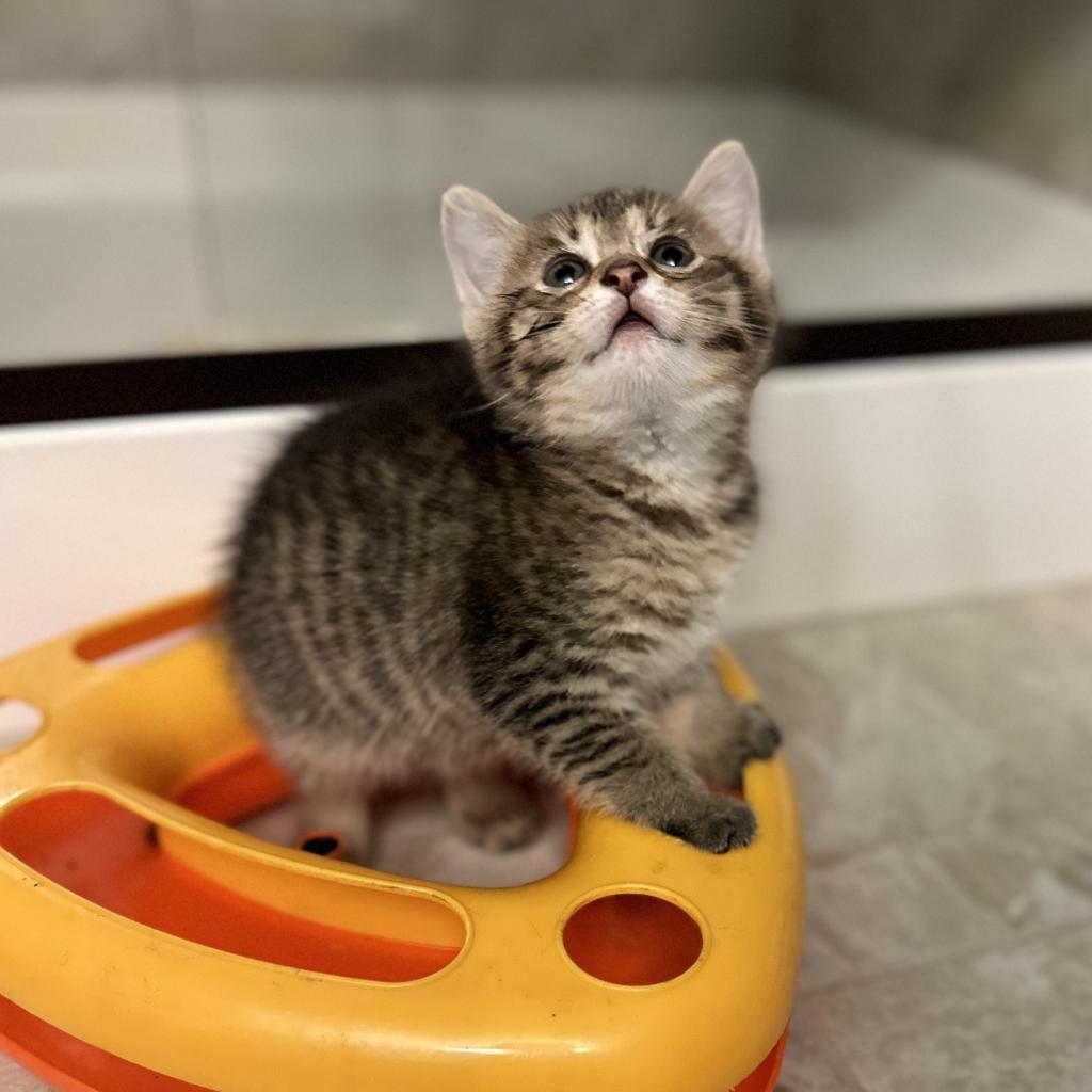 Adoptable animal