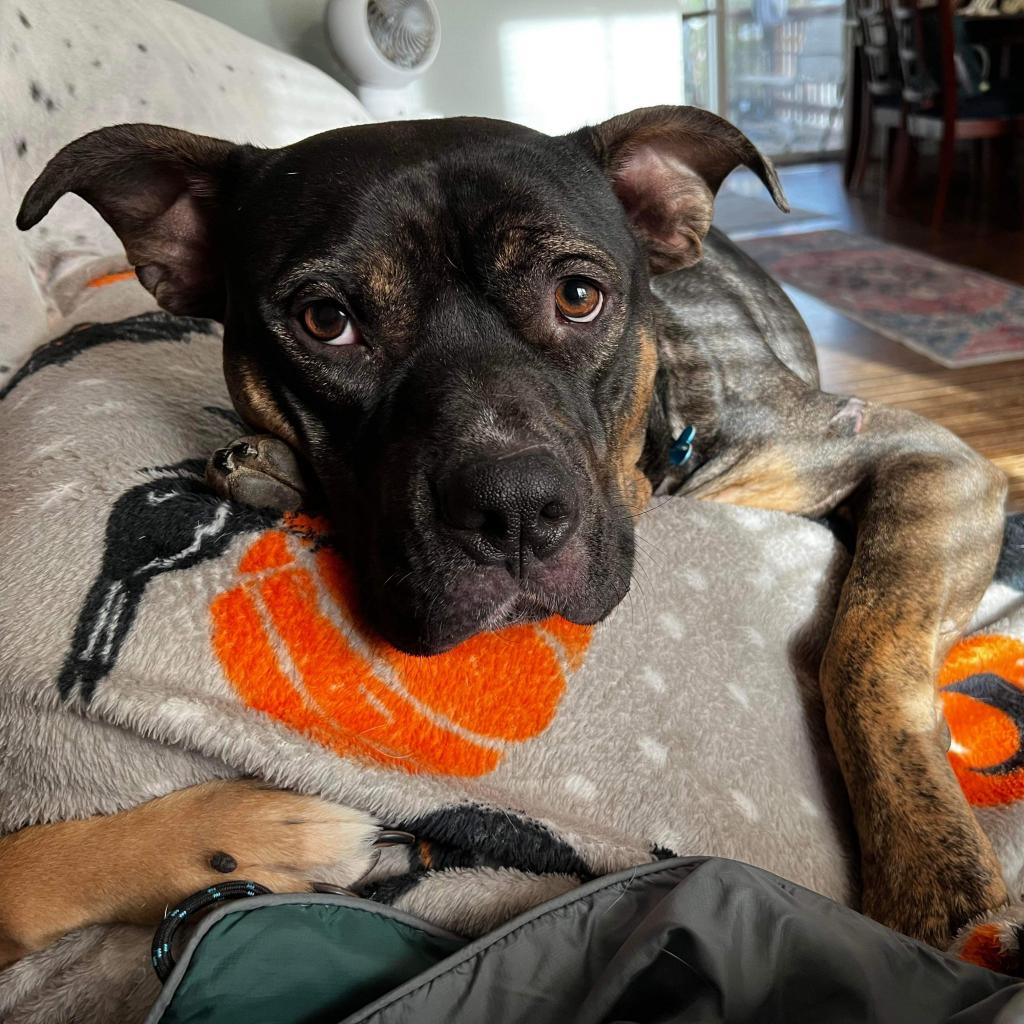 Adoptable animal