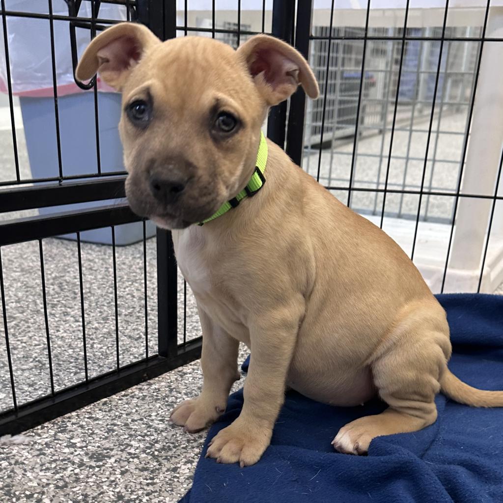 Adoptable animal