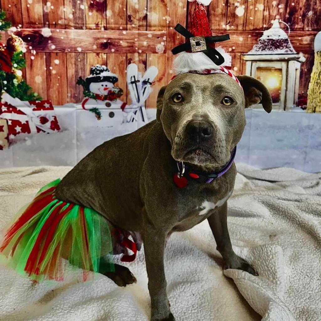 Adoptable animal