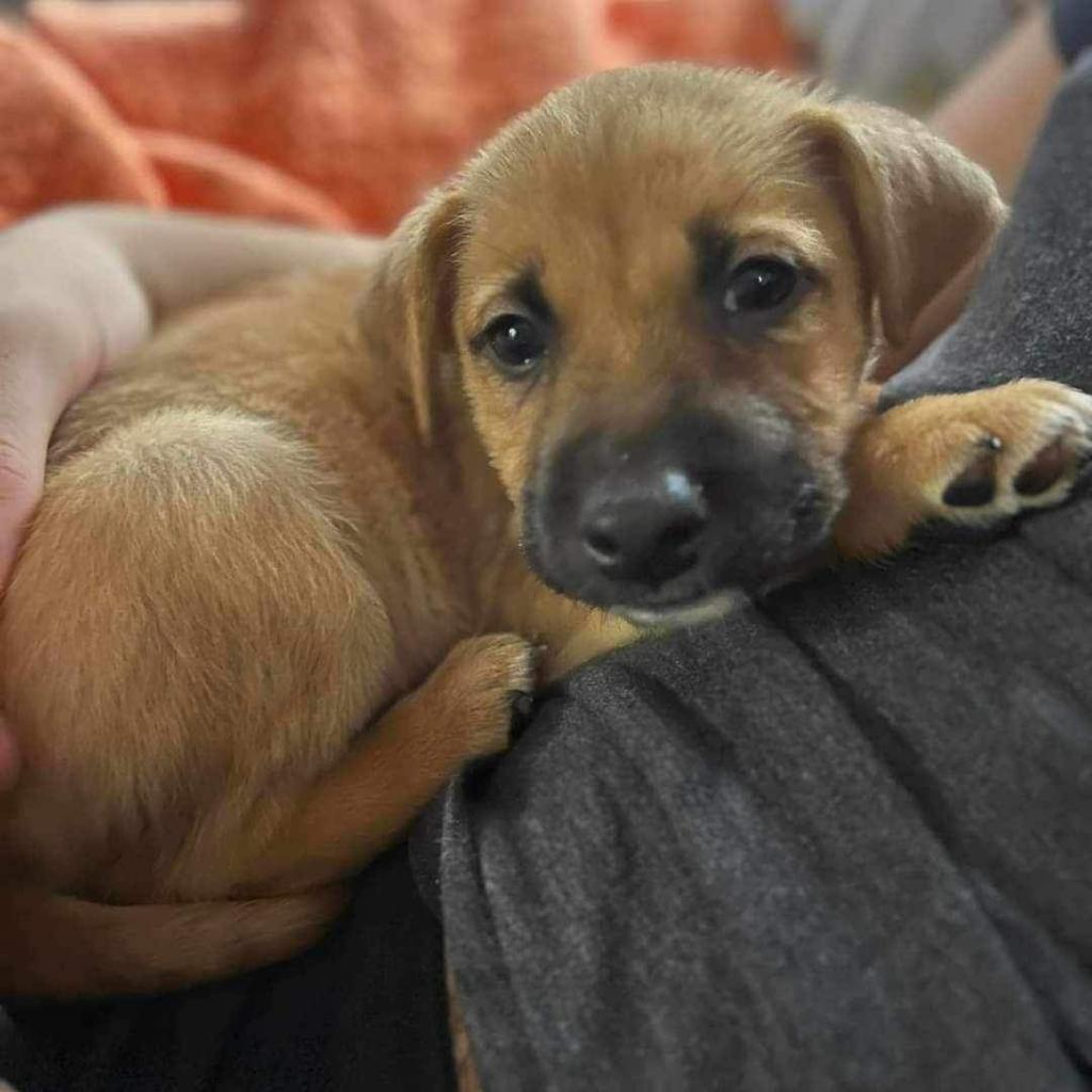 Adoptable animal