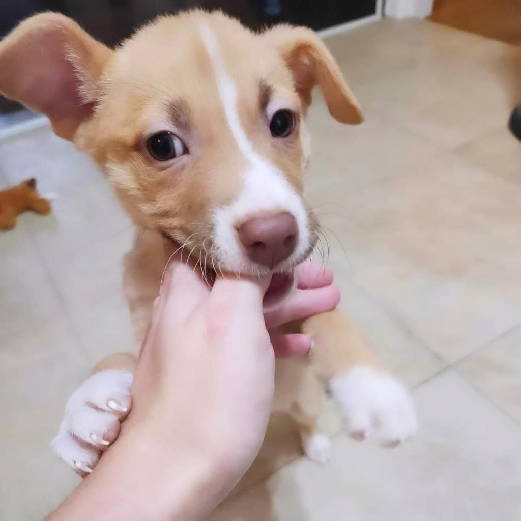 Adoptable animal