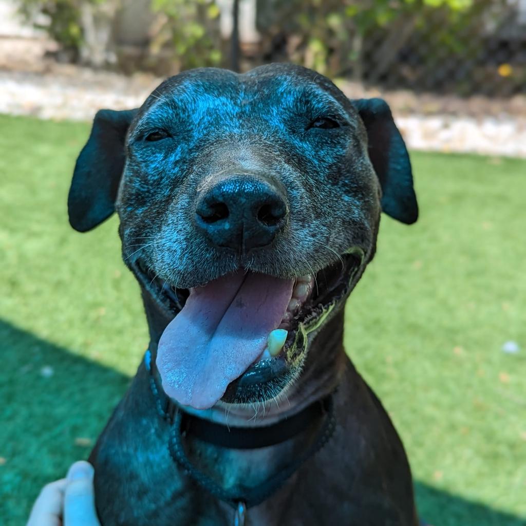 Naples humane society dogs 2025