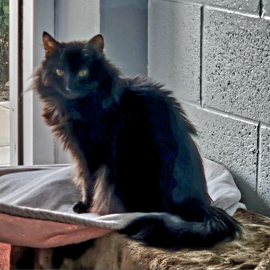 Fluffy cats hotsell for adoption