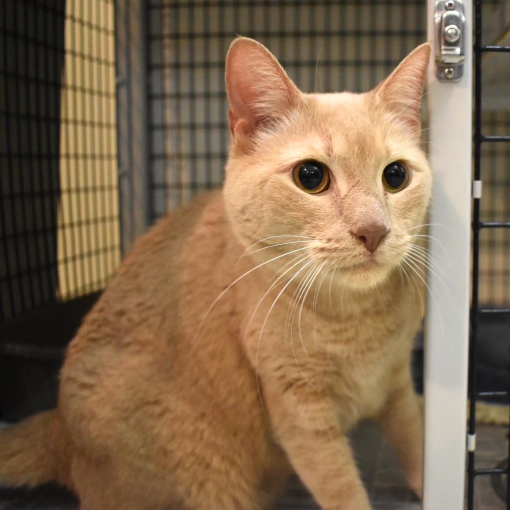 Top Champaign County Animal Control of the decade Don t miss out 