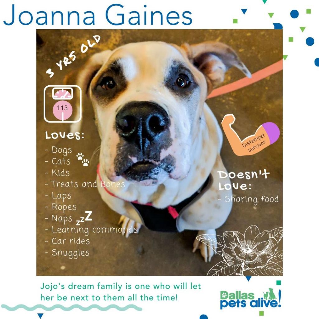 Adoptable Dogs Dallas Pets Alive
