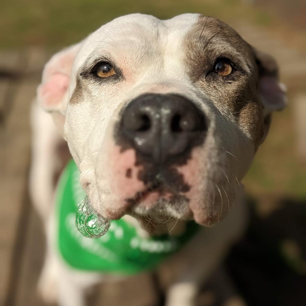 Adoptable Dogs - Paws Humane Society Adoptable Dogs - Paws Humane Society