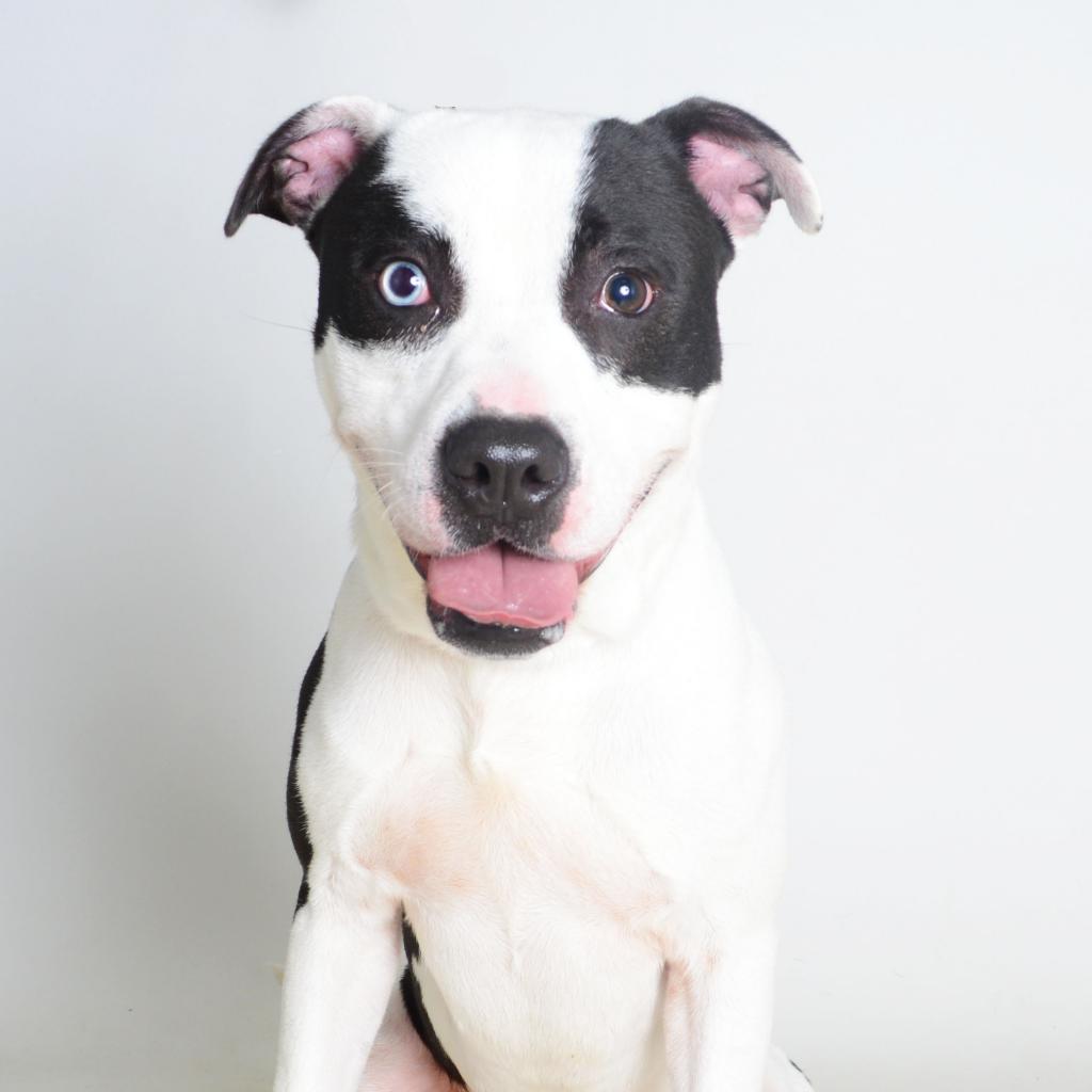 franklin county missouri humane society