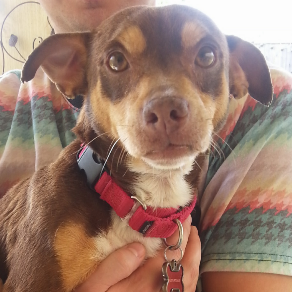 Austin Pets Alive! Available Dogs Austin Pets Alive!